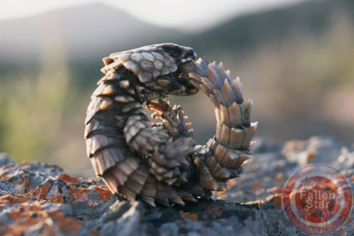 Armadillo Lizard