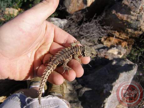 Armadillo Lizard