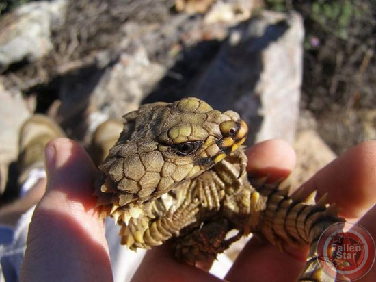 Armadillo Lizard